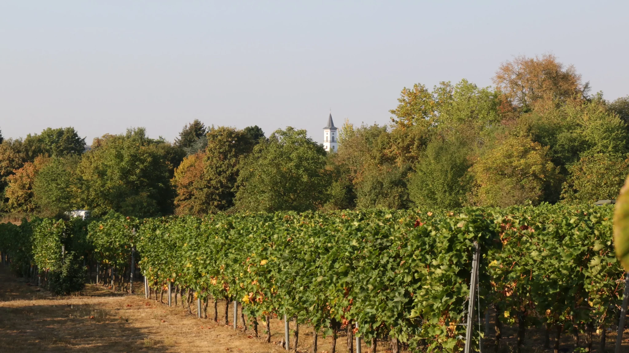 Reihen von Weinstöcken in einem Weinberg mit grünem Laub, unter einem klaren Himmel. Im Hintergrund erhebt sich ein weißer Kirchturm über eine Reihe von Bäumen.