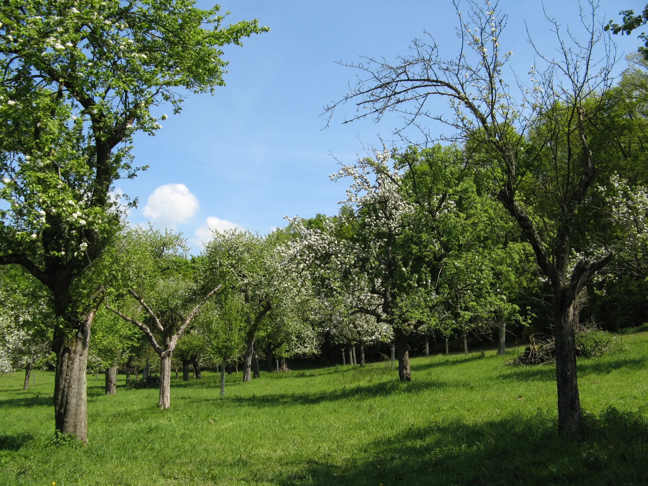 Ein grüner Obstgarten mit verstreuten Bäumen, viele mit weißen Blüten, steht unter einem blauen Himmel mit ein paar Wolken. Das Gras ist üppig und der Hintergrund ist dicht belaubt.