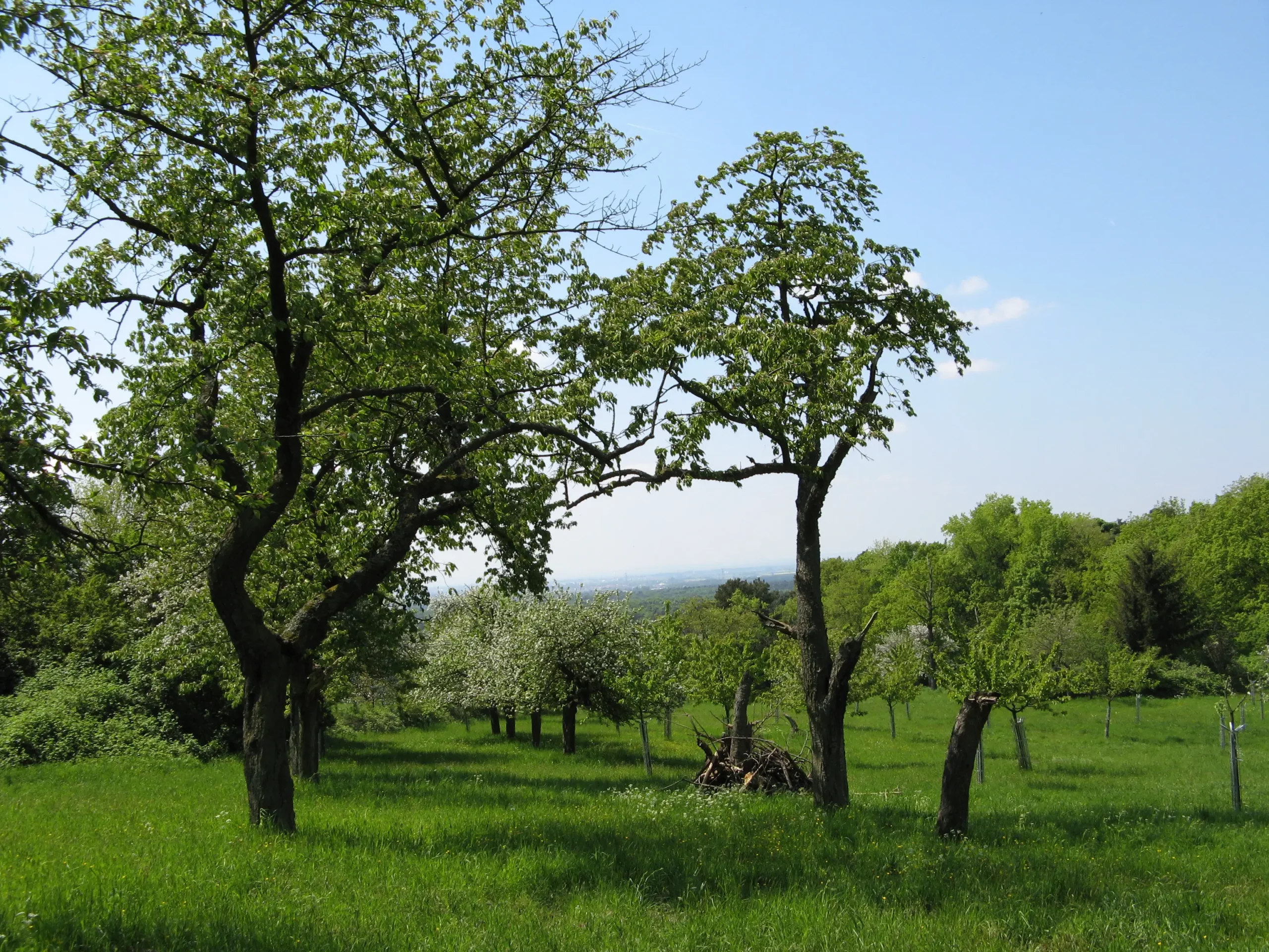 Eine grüne Wiese mit mehreren belaubten Bäumen unter einem klaren blauen Himmel. Einige Äste sind abgeschnitten, und auf der Wiese liegen kleine Stöckchen. Im Hintergrund erscheinen entfernte Bäume und ein dunstiger Horizont.