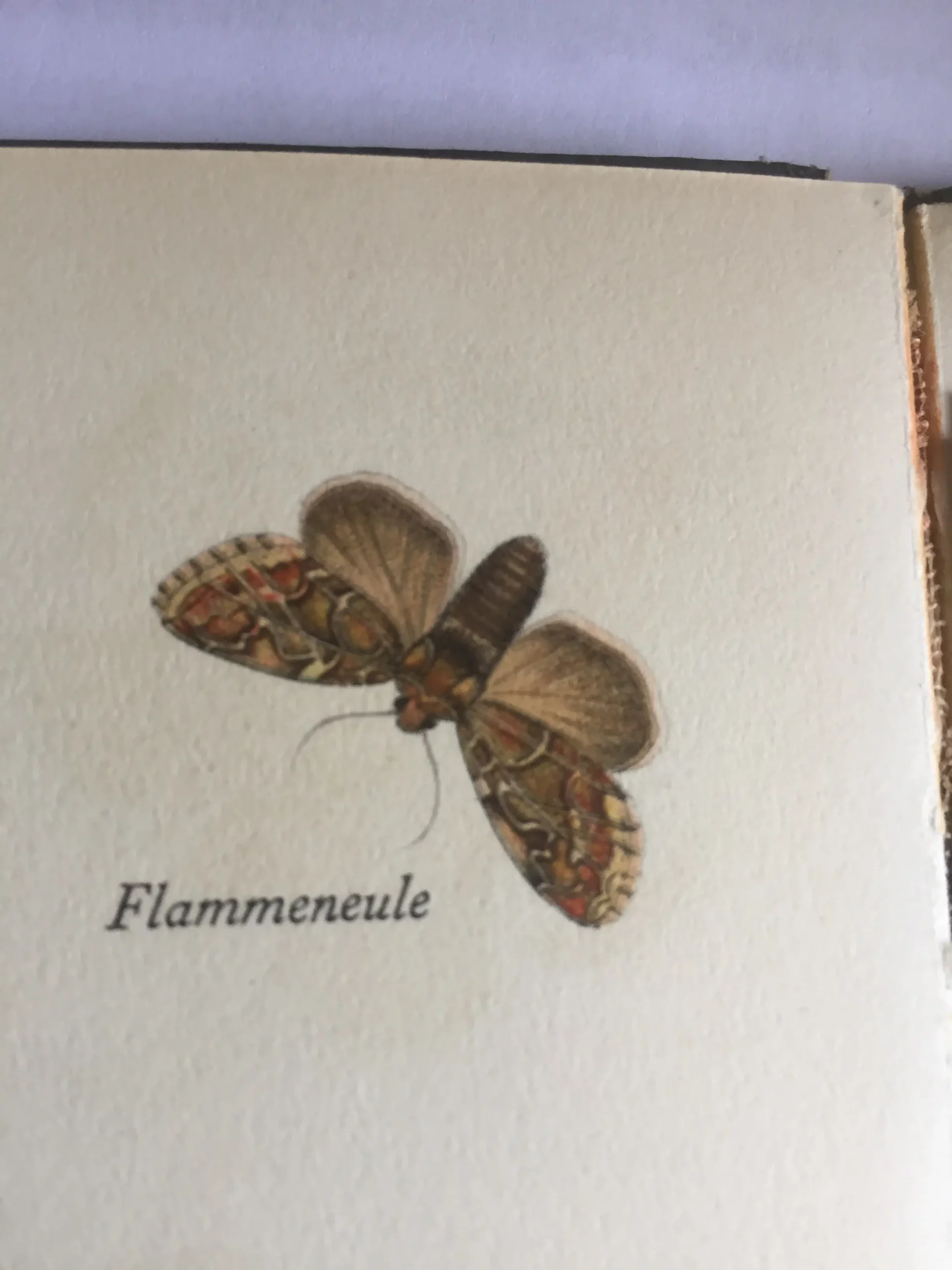 Eine Abbildung einer Motte mit braun-orange gemusterten Flügeln, die mit „Flammeneule“ beschriftet ist, auf einer cremefarbenen Seite eines Buches.