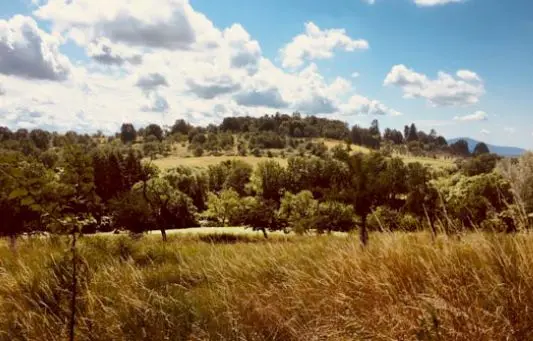 Eine Wiese mit hohem, trockenem Gras im Vordergrund, üppig grünen Bäumen und einem Hügel im Hintergrund sowie einem blauen Himmel mit vereinzelten Wolken darüber.