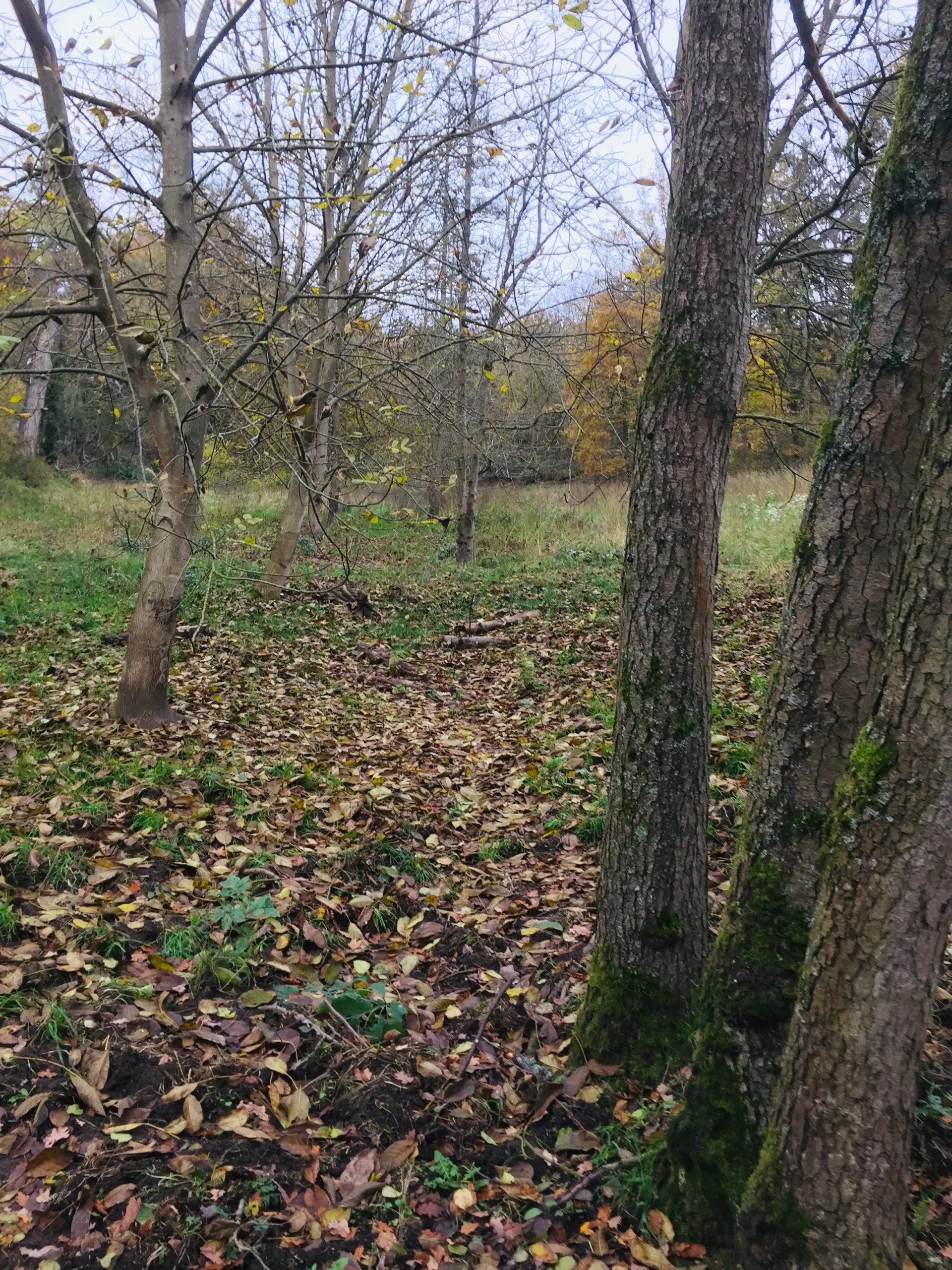 Ein mit Laub bedeckter Waldboden, umgeben von mehreren kahlen Bäumen mit Moosflecken. Im Hintergrund sind weitere Bäume und grünes Gras zu sehen, was auf eine Spätherbstkulisse hindeutet.