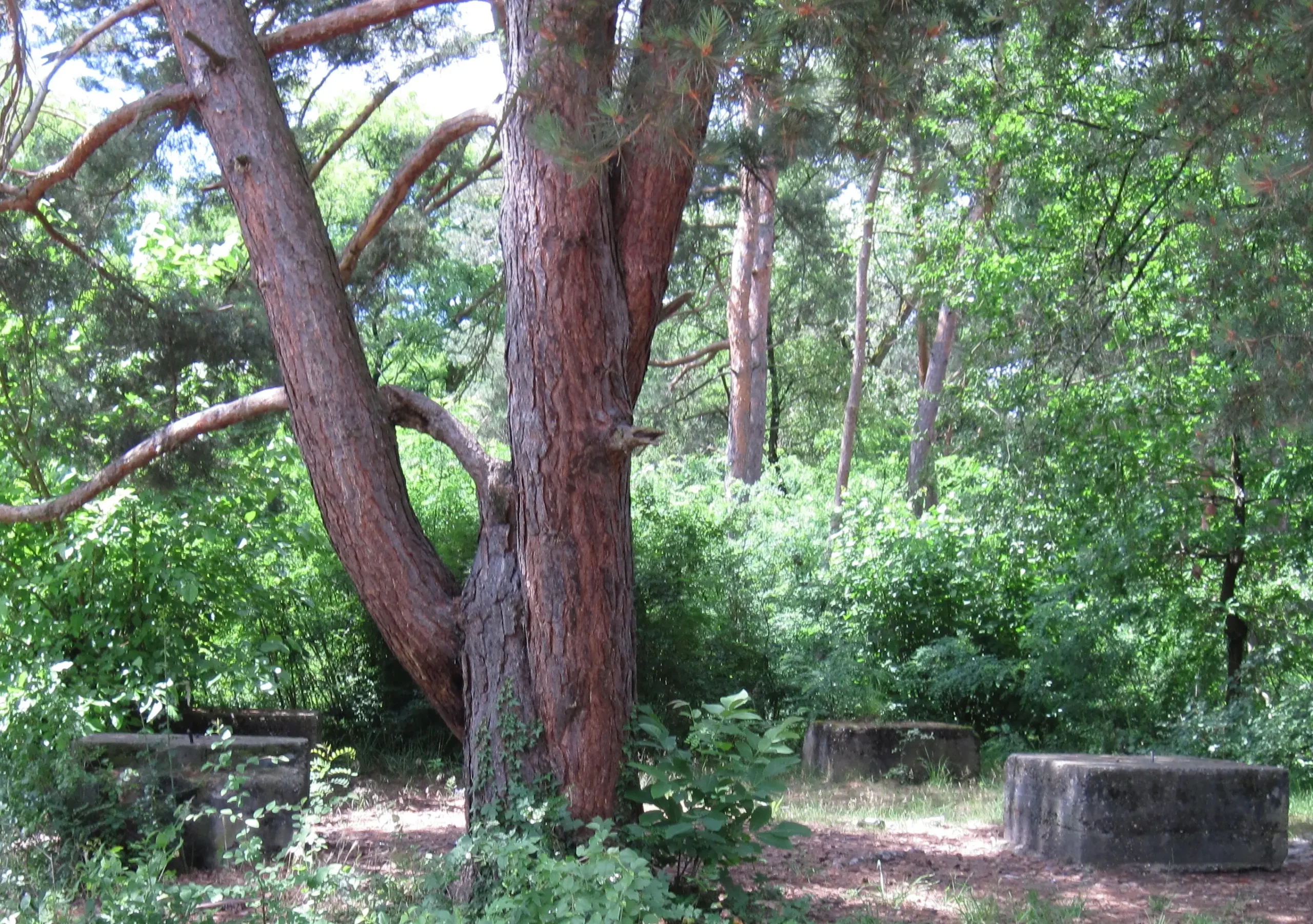 Auf einer sonnendurchfluteten Waldlichtung steht ein großer Baum, umgeben von üppigem grünem Laub und drei Betonblöcken auf dem Boden.