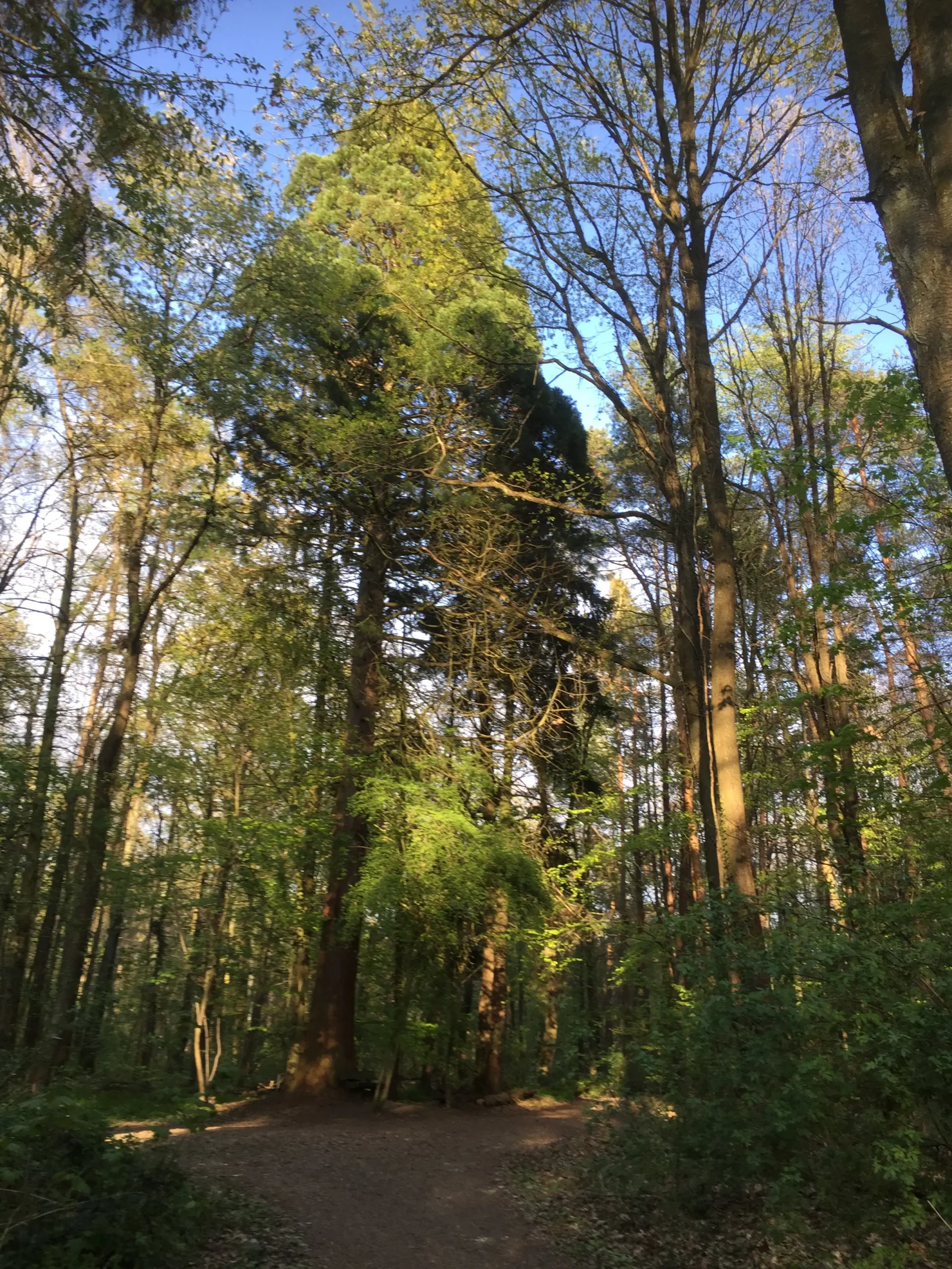Waldszene mit hohen Bäumen und einem sich hindurchschlängelnden Feldweg. Sonnenlicht fällt durch die Äste und wirft fleckiges Licht auf den Boden. Der Himmel ist blau und durch das Blätterdach sichtbar.