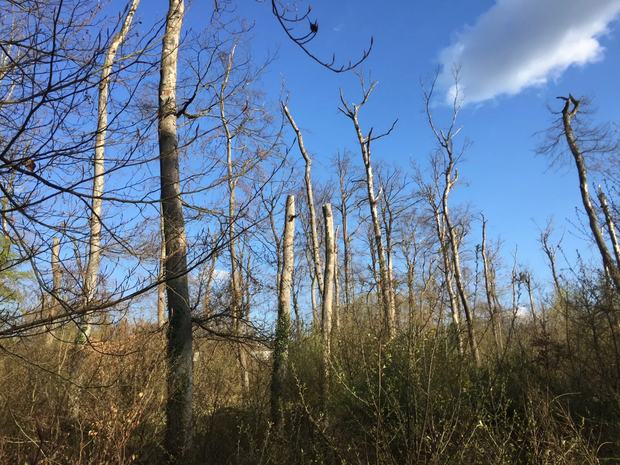 Blattlose Bäume mit hohen, abgebrochenen Stämmen stehen in einem dichten, verwilderten Wald unter einem strahlend blauen Himmel mit wenigen Wolken. Das Sonnenlicht lässt einige der Äste und die Vegetation erstrahlen.